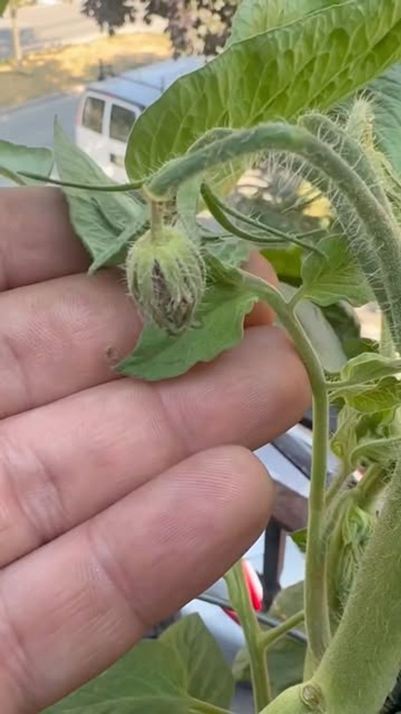 Flower Buds Dropping Prematurely