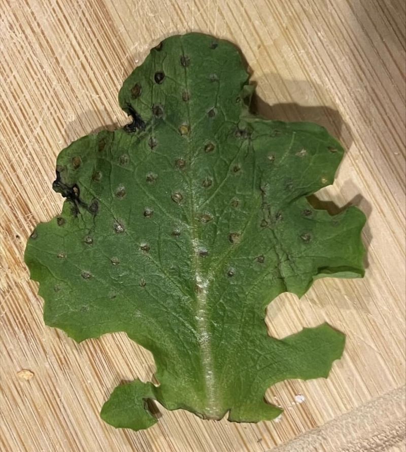 Holes In Leaves Mean Hungry Pests