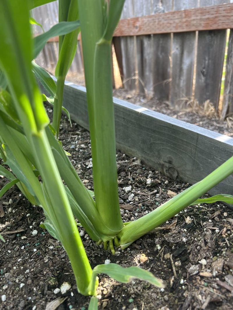 Brown or Mushy Roots