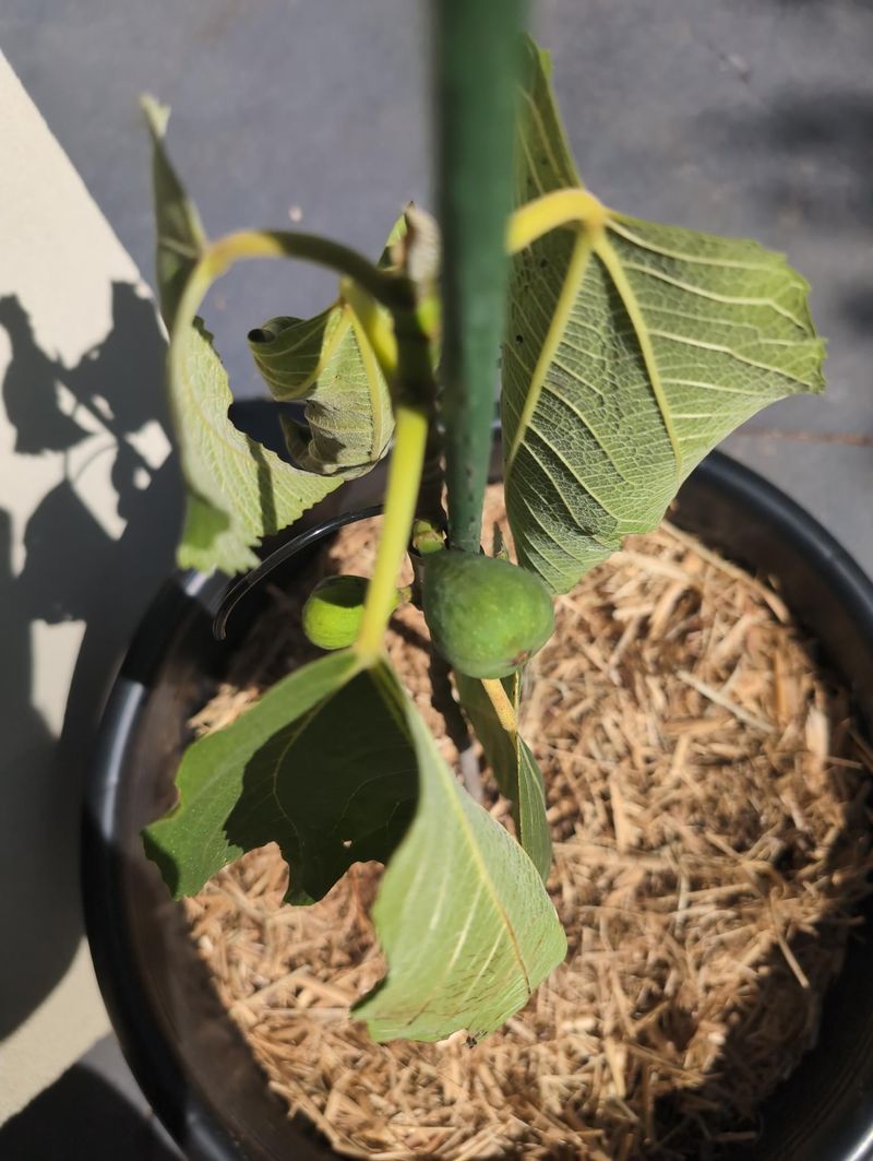 Slowed Vertical Growth