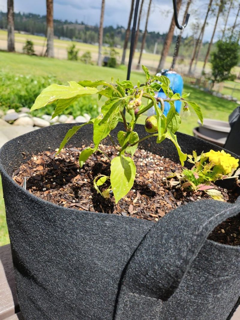 Tea Bag Soil Booster