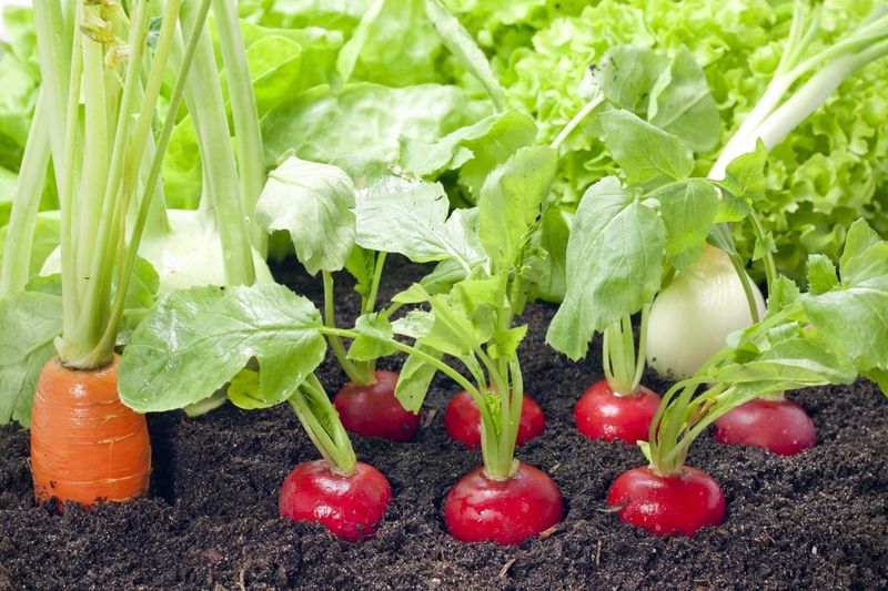 Companion Plant For Mutual Benefits