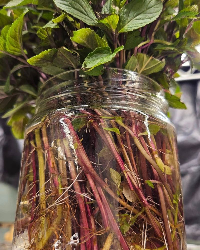 Herb Cuttings: From Kitchen to Garden