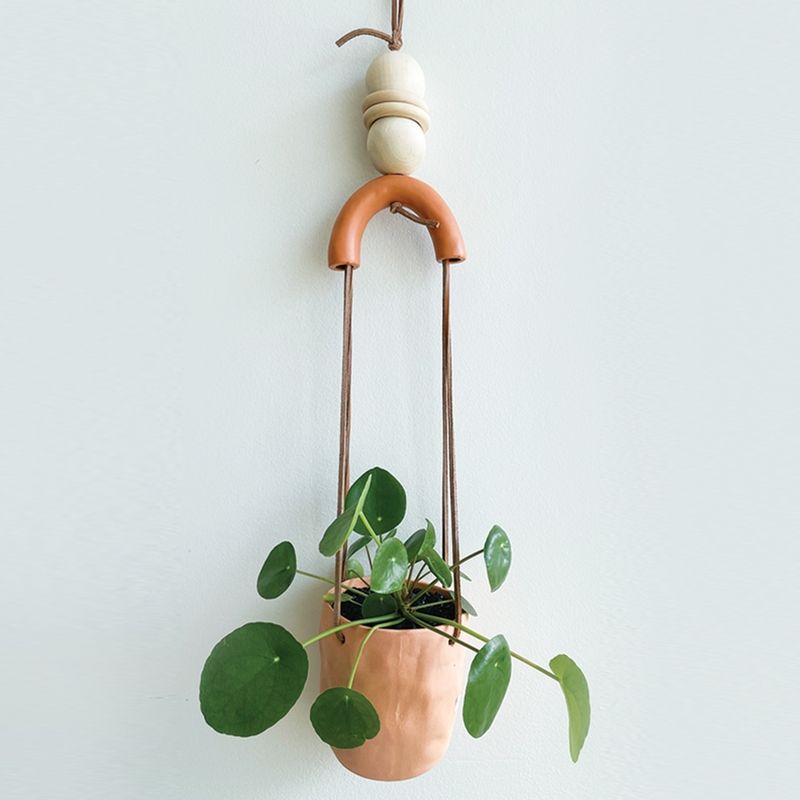 Chinese Money Plant
