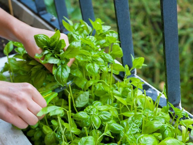 Basil