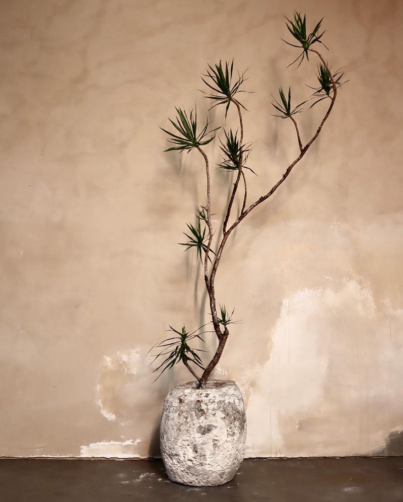 Dracaena Despair