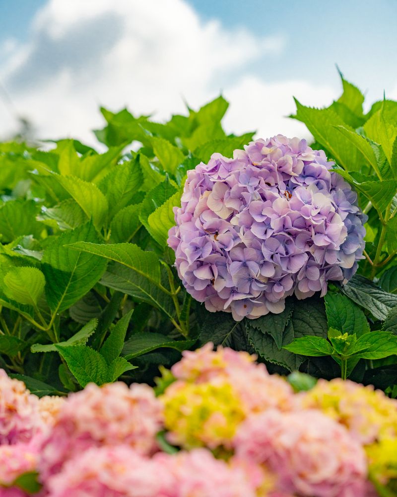 Hydrangeas
