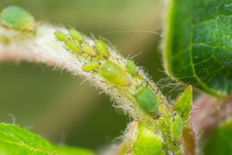 Sticky Residue On Plant Surfaces