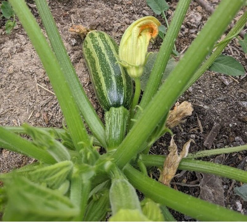 Summer Squash