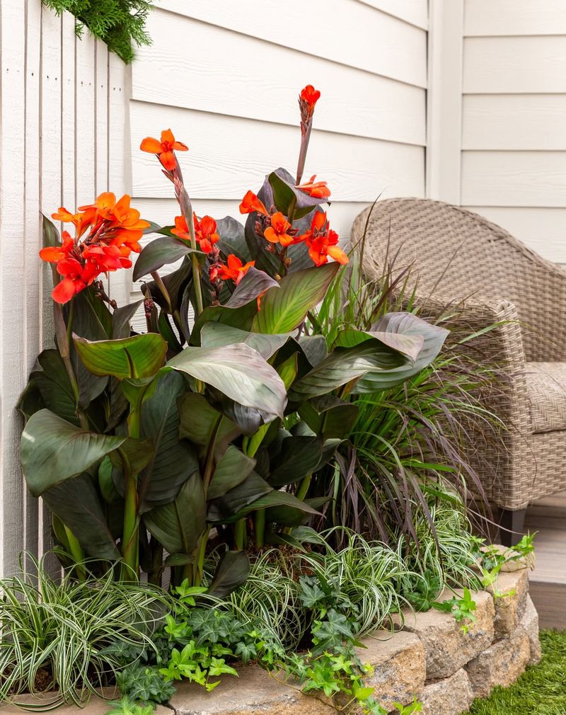 Cantankerous Cannas