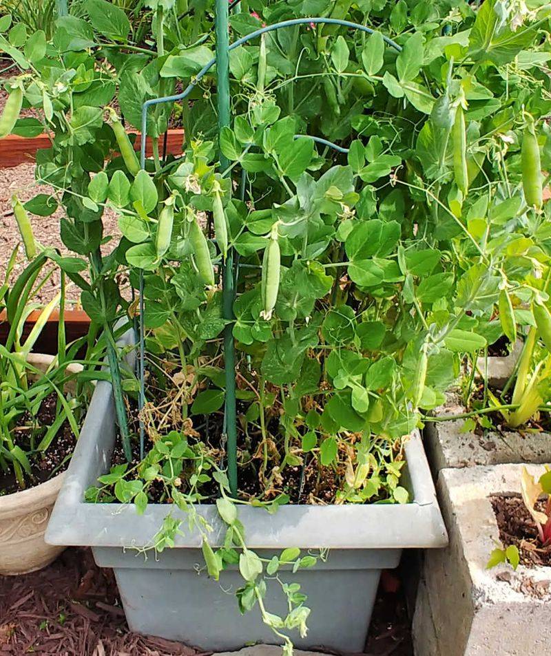 Snap Peas