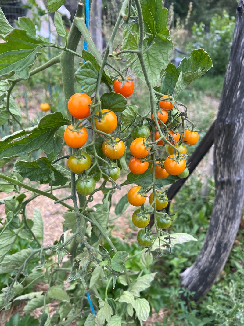 Short-Season Cherry Tomatoes