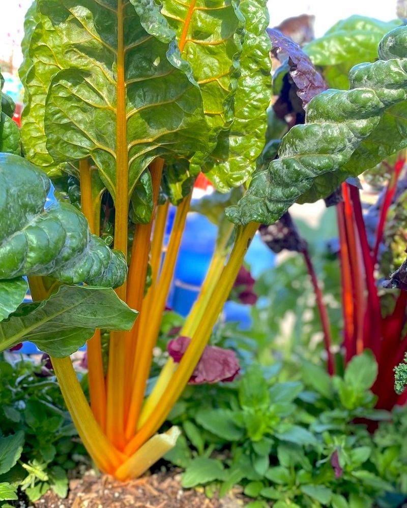 Swiss Chard