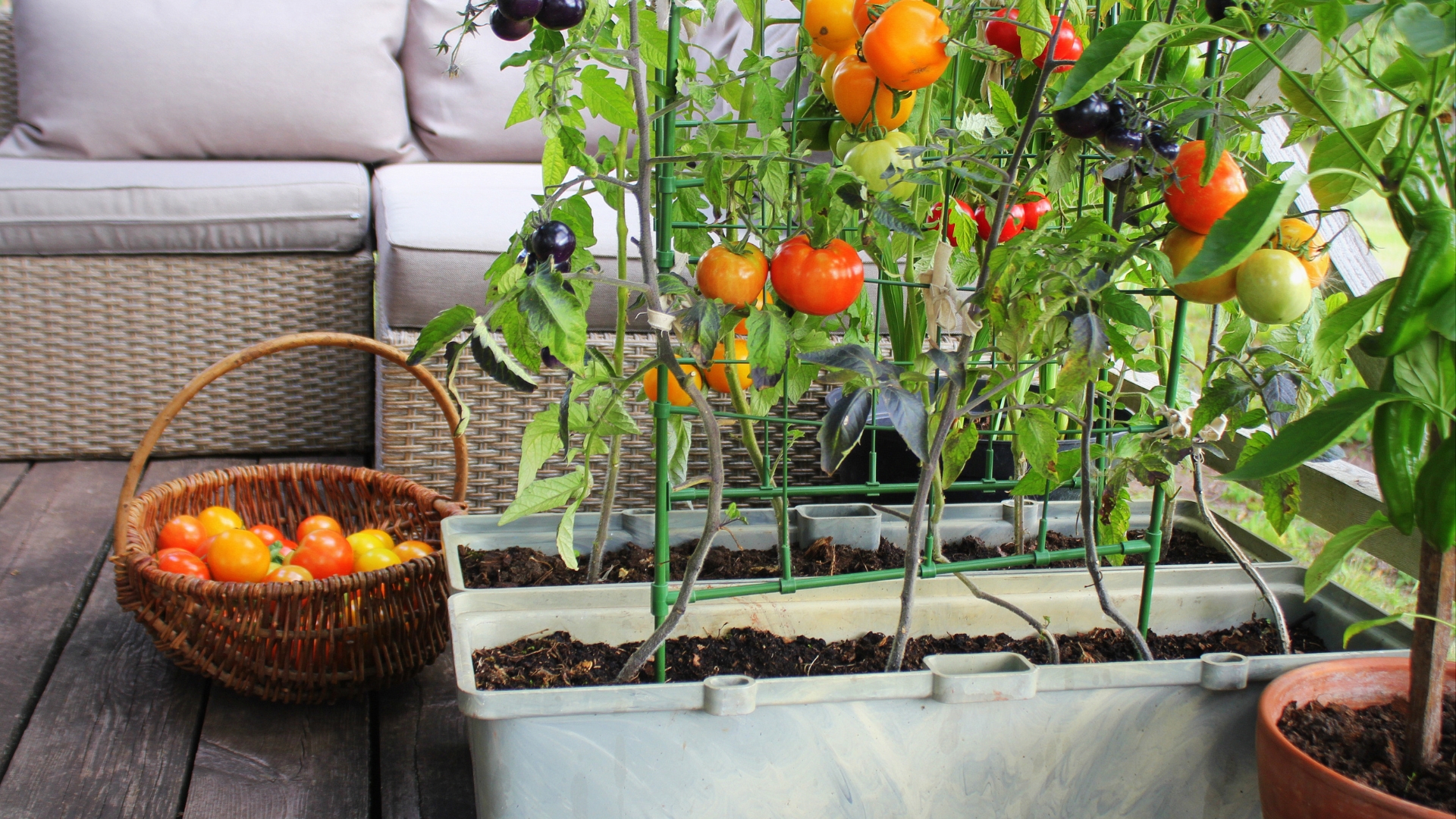 Summer Vegetables That Grow Surprisingly Well In New York Containers (And 4 That Always Flop)