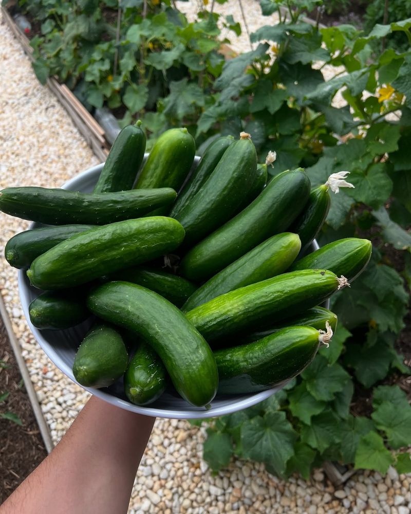 Crisp Cucumbers