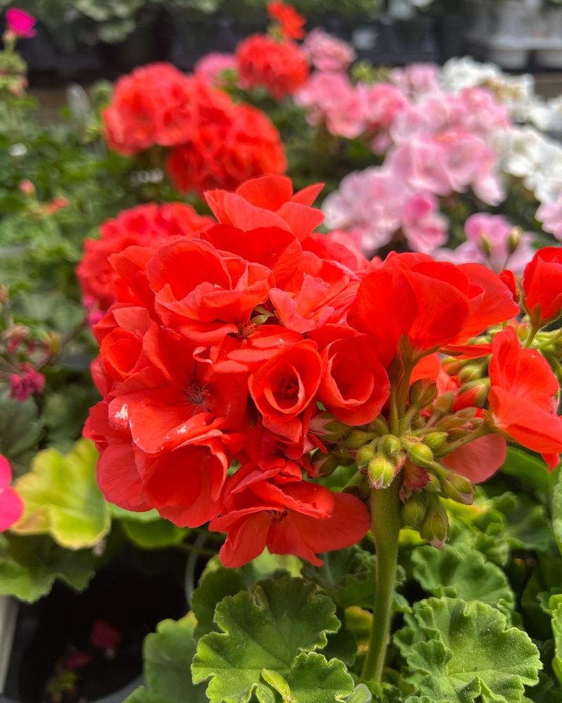 Geranium