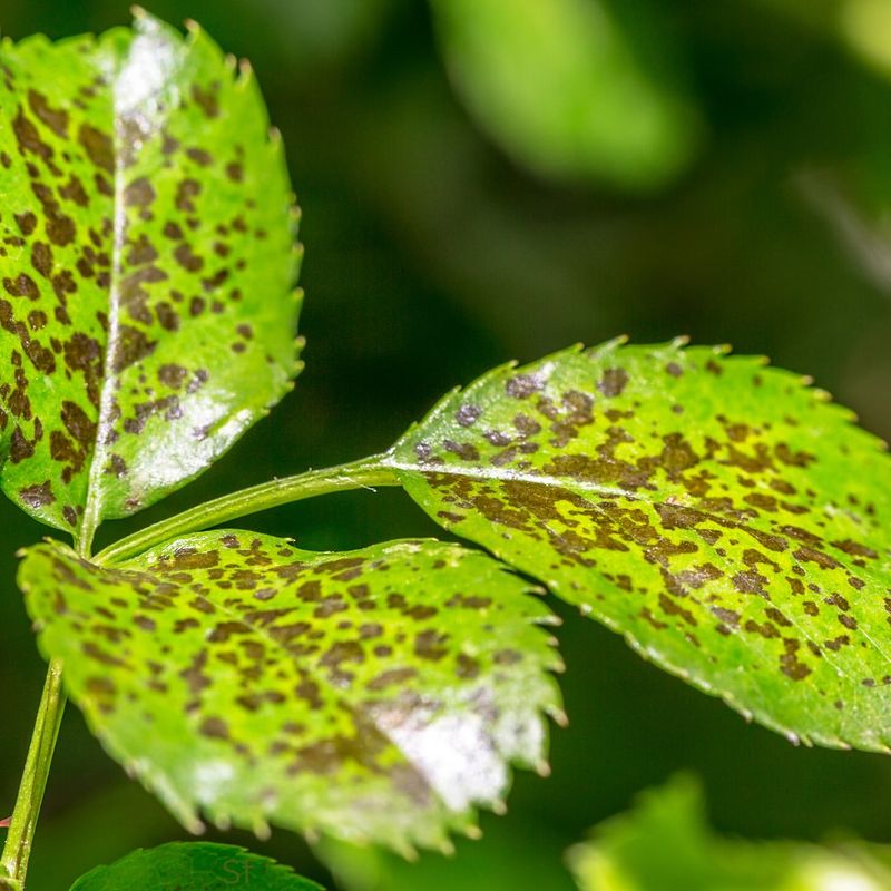 Fungal Leaf Spot