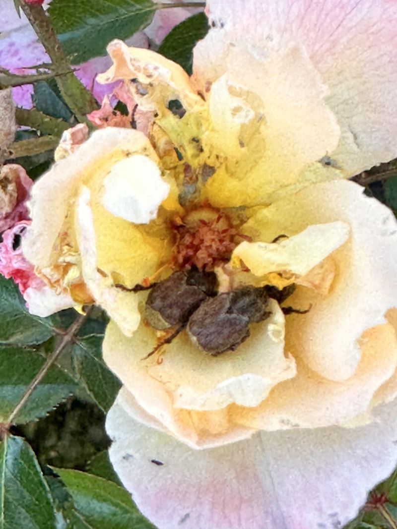Pest Invasion Opportunities