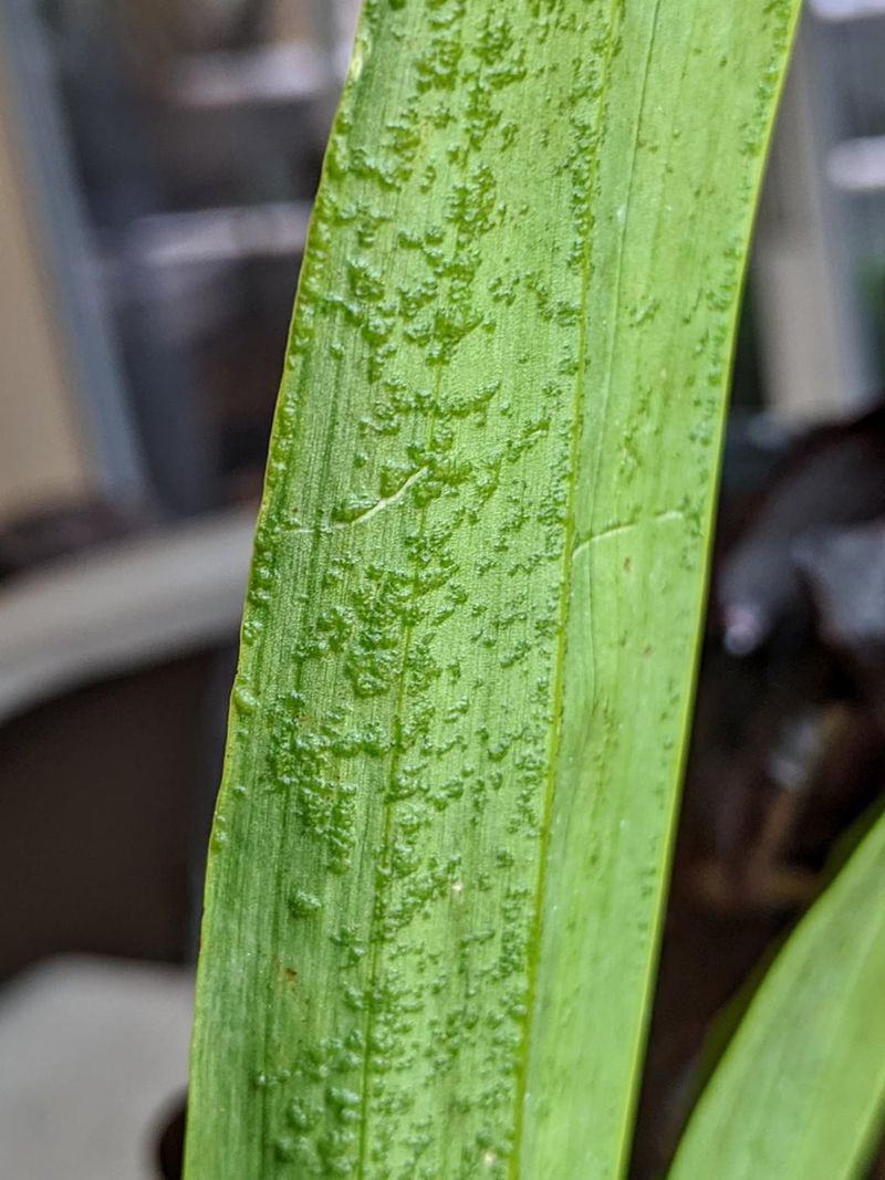 Leaf Edema