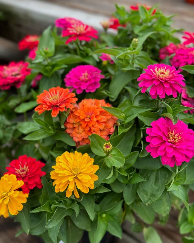 Zinnia