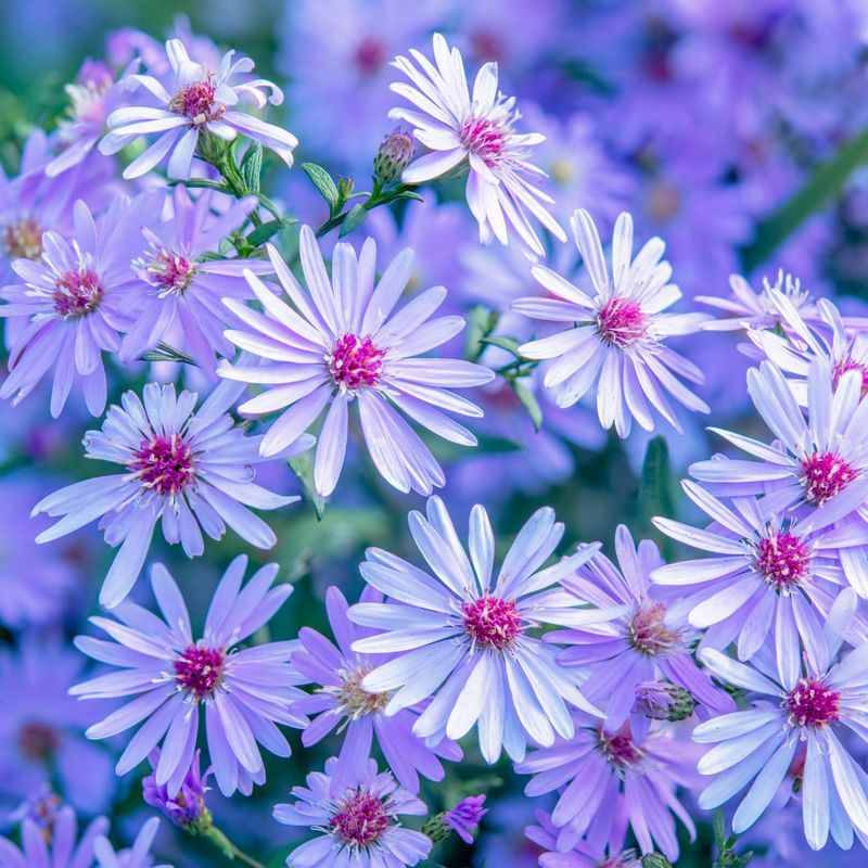 Michaelmas Daisy