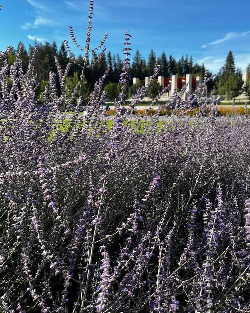 Russian Sage