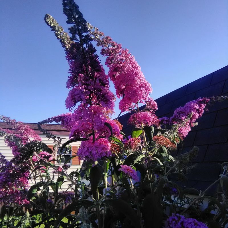 Butterfly Bush (Buddleia)