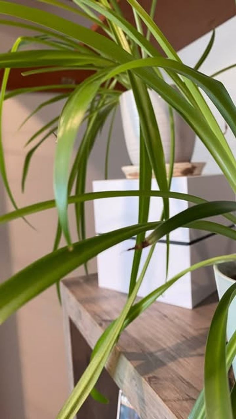 Spider Plant – Impossible to Kill