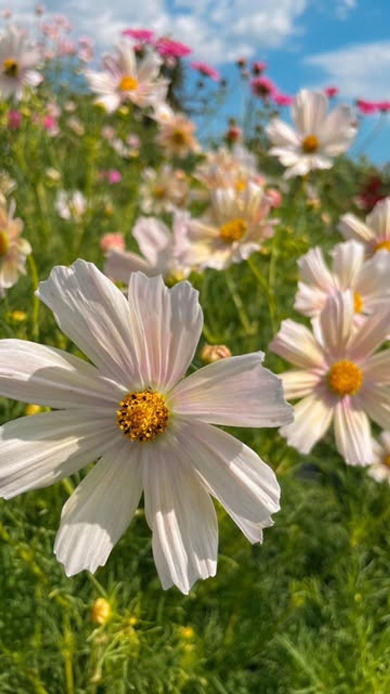 Cosmos