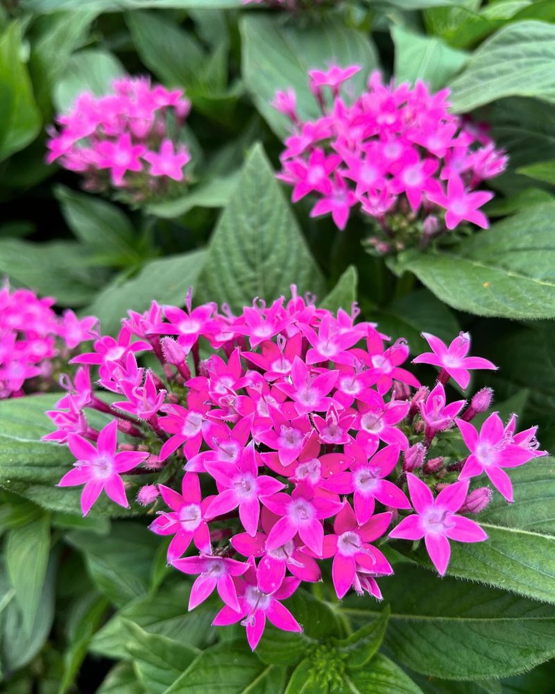 Pentas