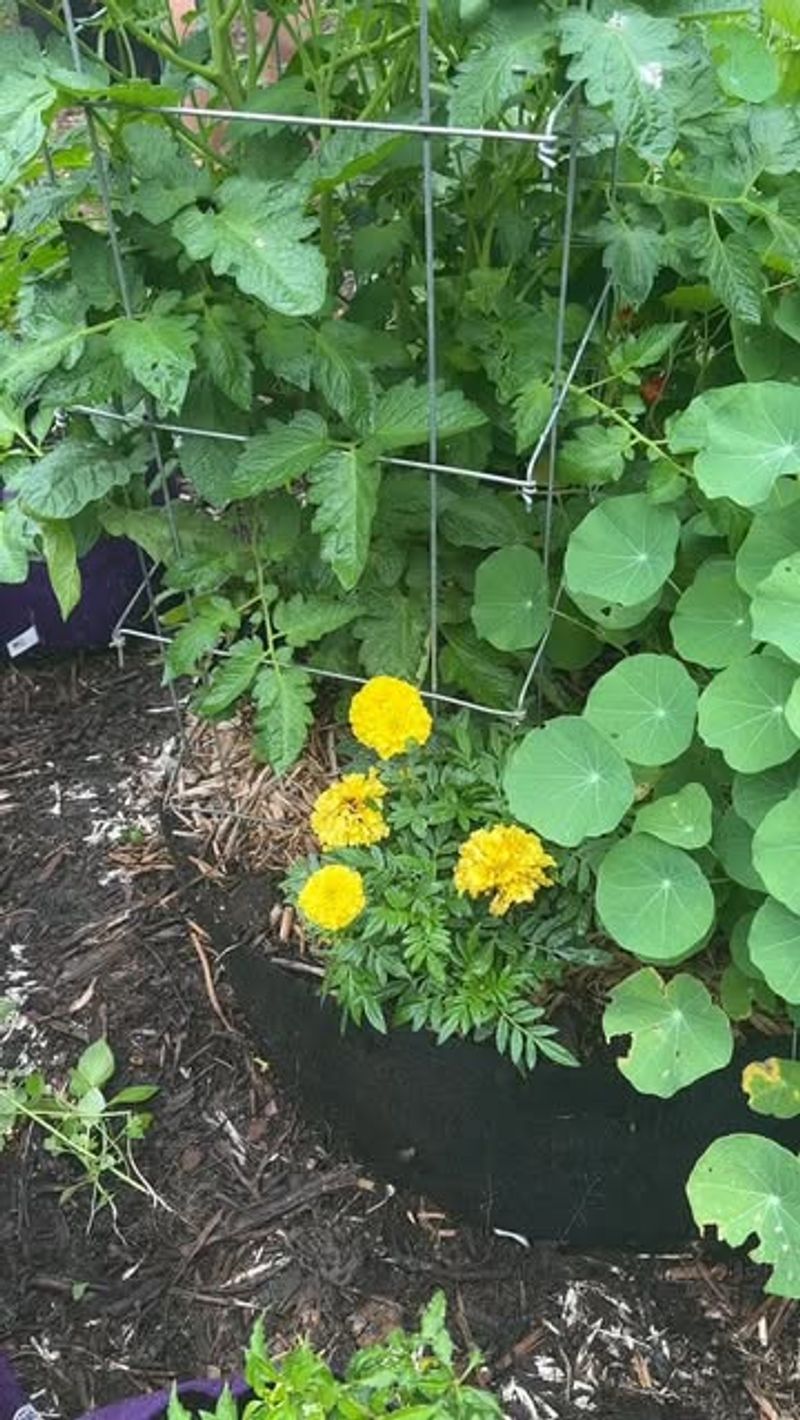 Marigolds