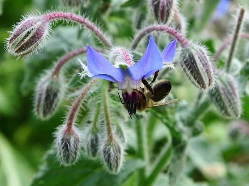 Borage