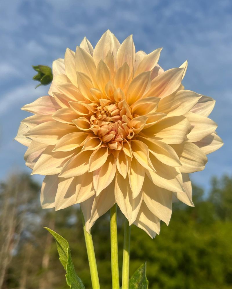 Dahlias: Dinner Plate Beauties