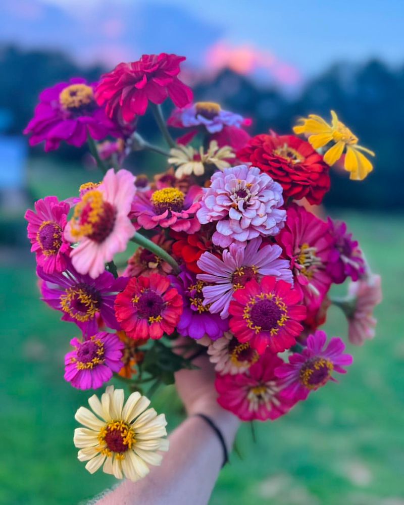 Zinnias Bring Rainbow Colors