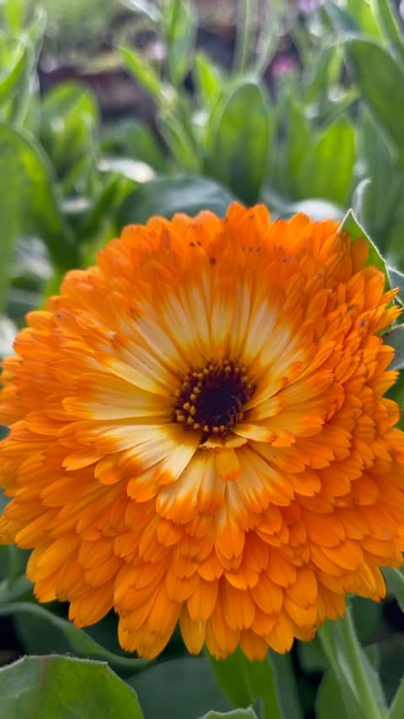Calendula: Healing Garden Helper