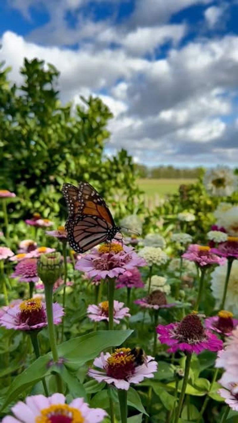 Zinnias: Rainbow-Colored Butterfly Bars