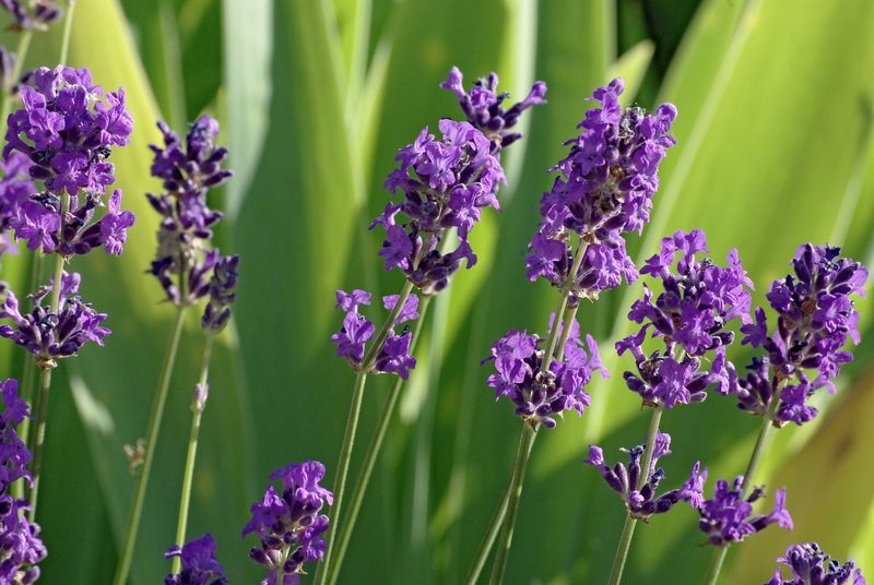Lavender: The Fragrant Mediterranean Staple
