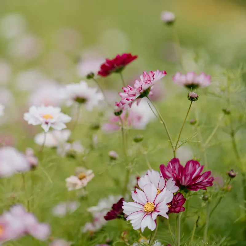 Cosmos