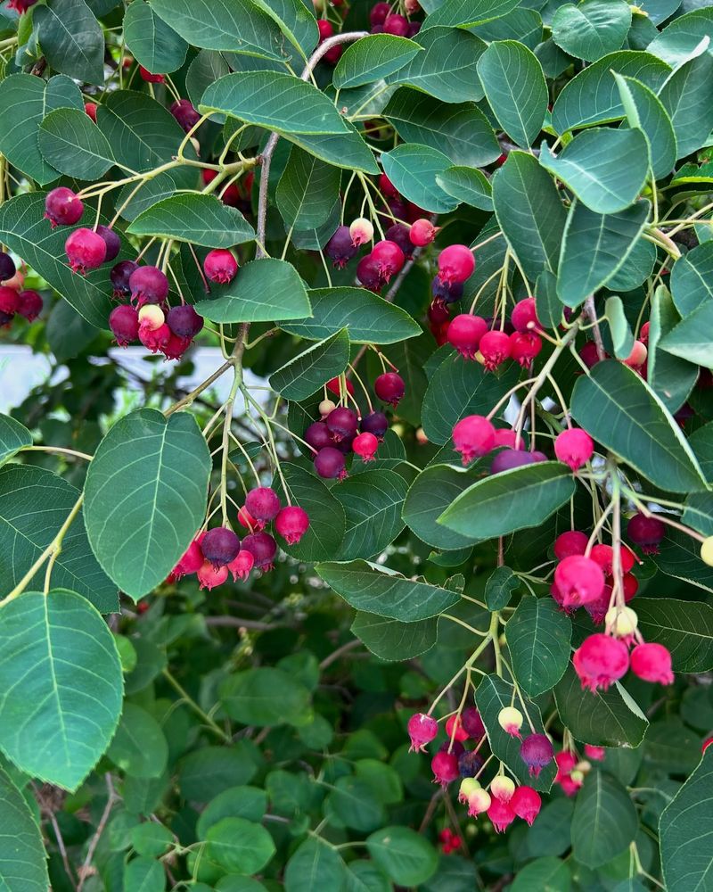 Native Fruit-Bearing Shrubs