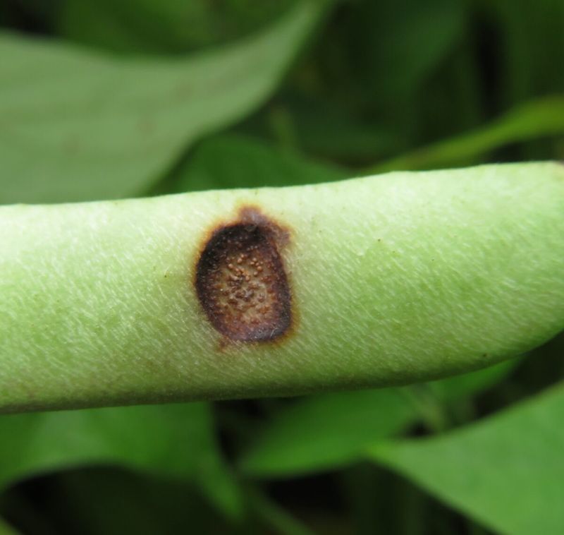 Anthracnose Fungal Disease