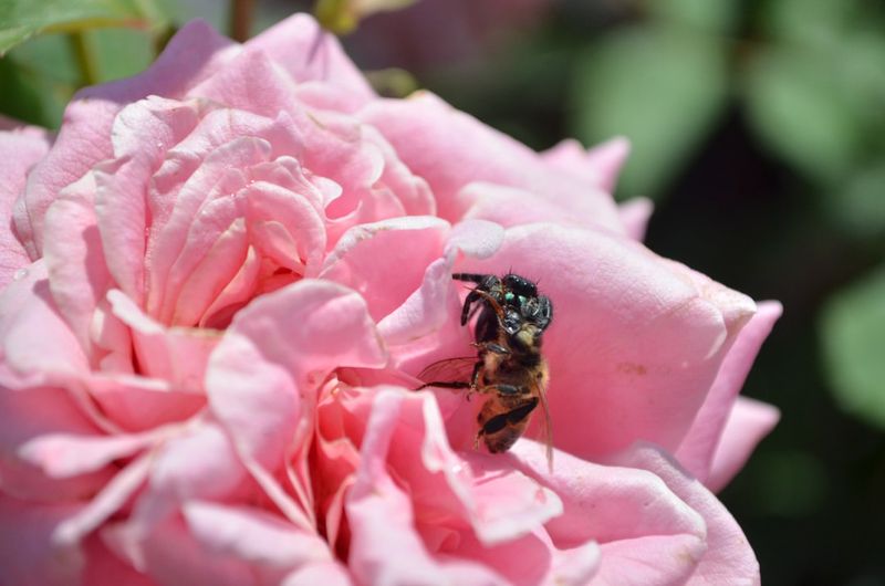 Encourage Beneficial Insects