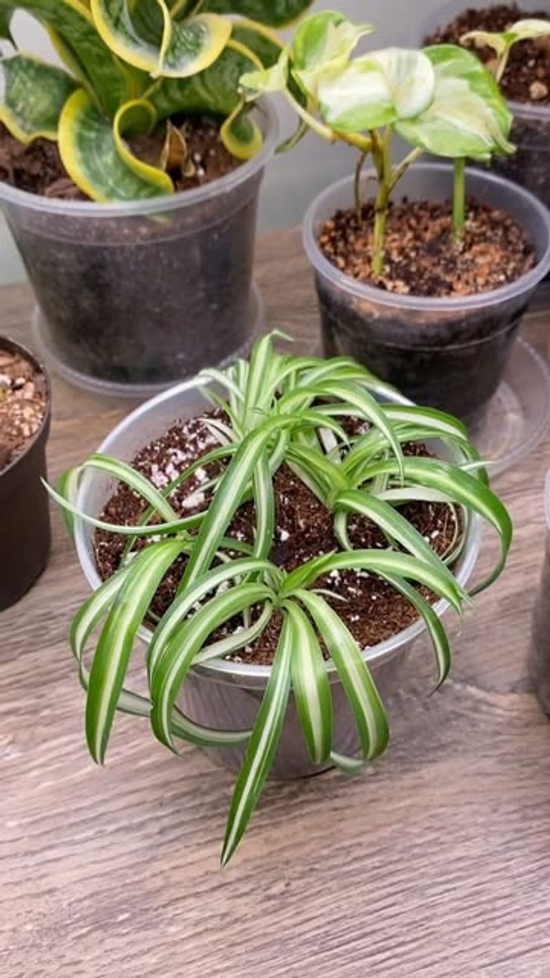 Fresh Start: New Soil And Clean Pot