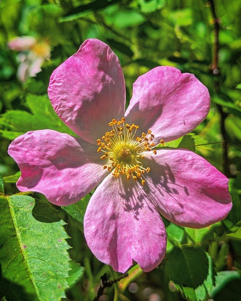 Pasture Rose (Rosa carolina)