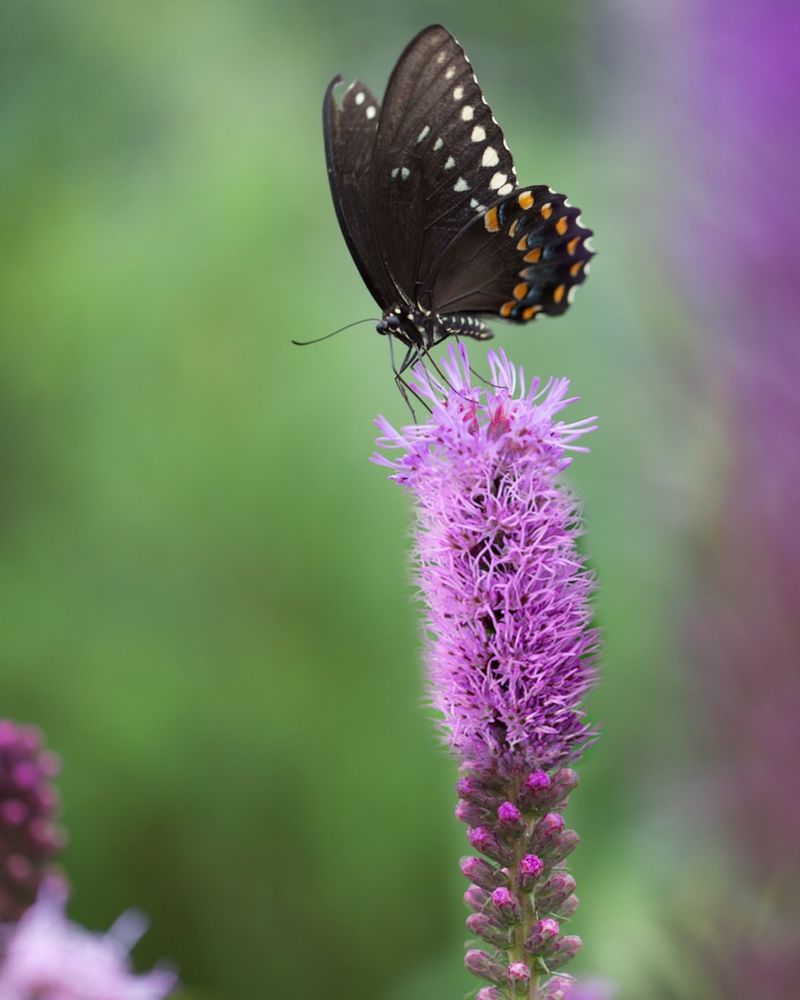Blazing Star (Liatris spicata)