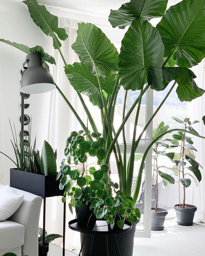 Majestic Elephant Ears