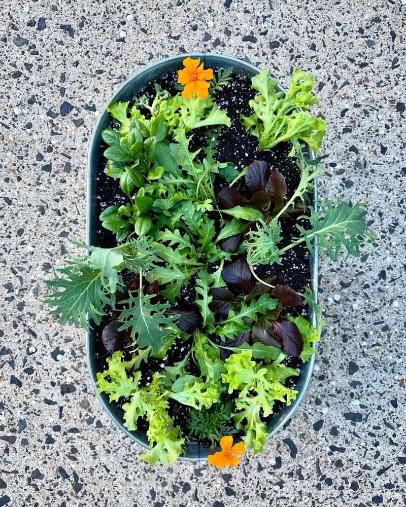 Salad Greens