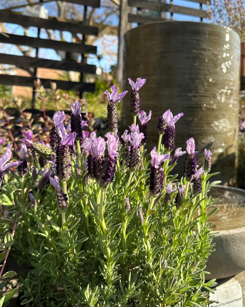 Lavender: Aromatic Defender