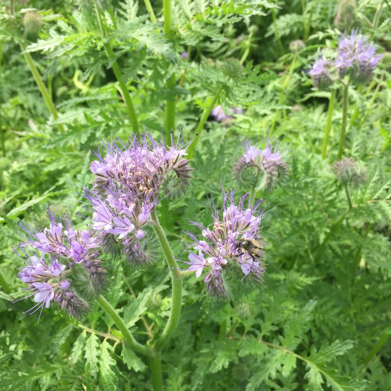 Phacelia: The Secret Pollinator Superstar