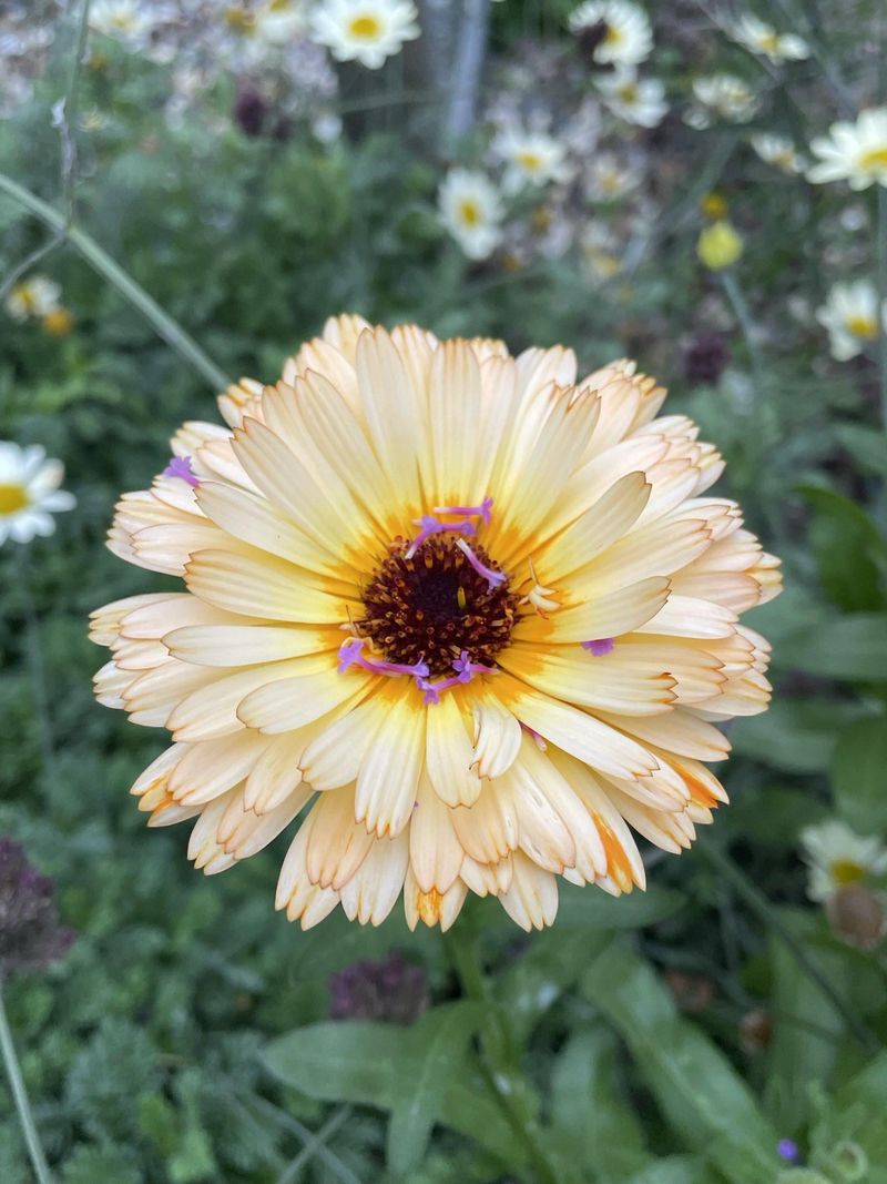 Calendula: The Medicinal Sunshine Maker