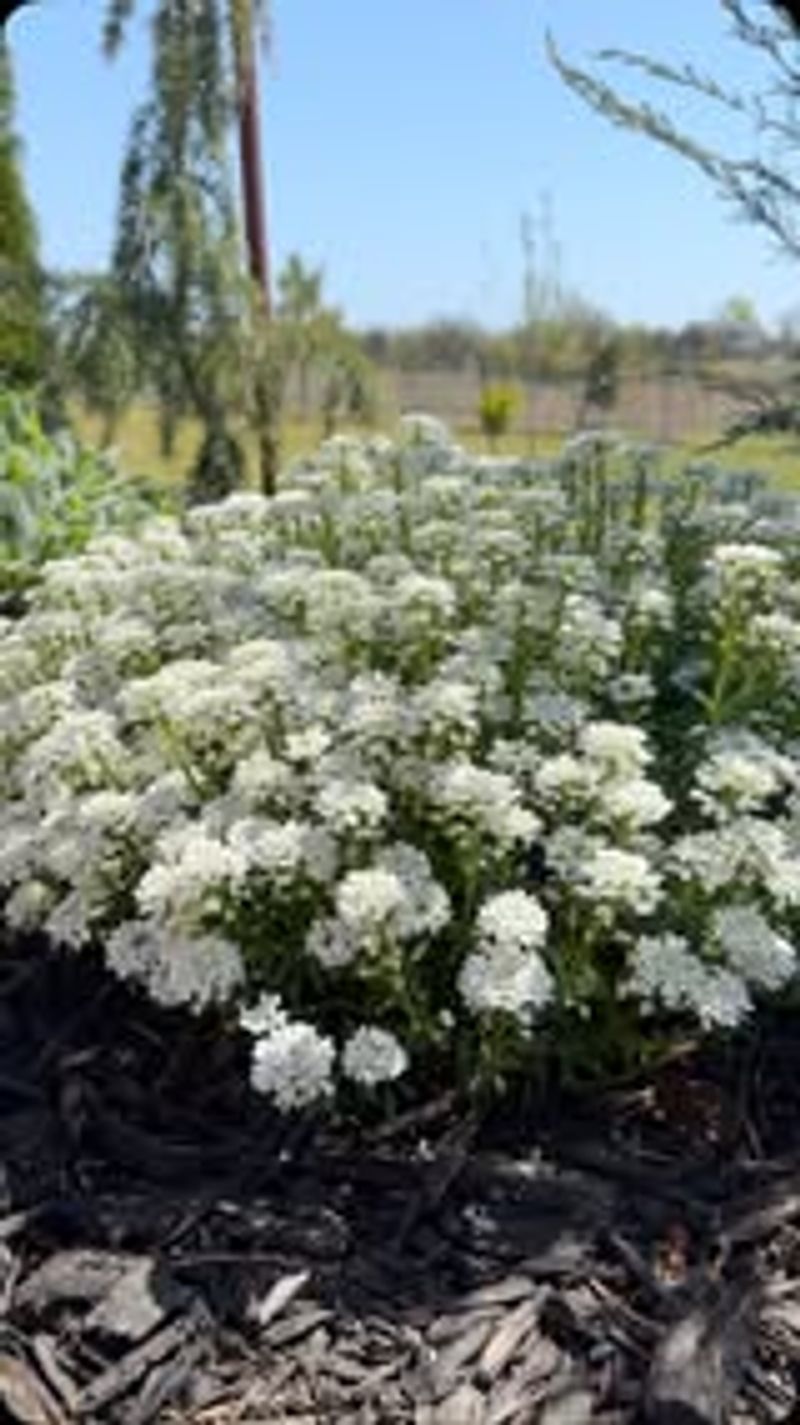 Candytuft